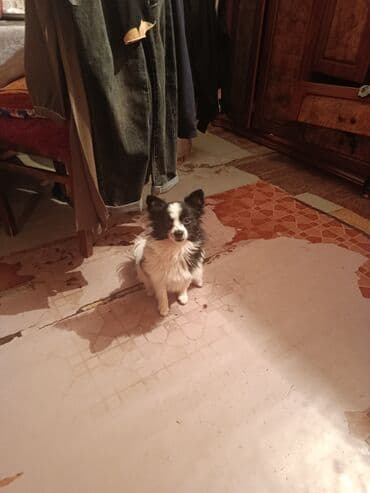 собака отдам в хорошие руки: 8 ay, Dişi, Peyvəndli, Ünvandan götürmə — 2