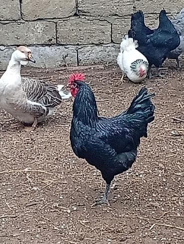 alman avcarkasi: Məhsul: Qara rəngli xoruzlar (yumurta və damazlıq üçün) təmiz — 4