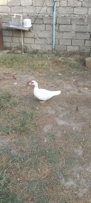 yumurta qoyan heyvanlar: Dişi, | Lal ördək, Damazlıq, Ödənişli çatdırılma — 3