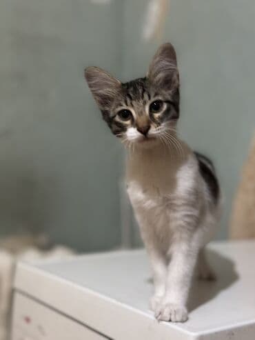 bala pişik adları: Dişi, Yaxşı əllərə — 1