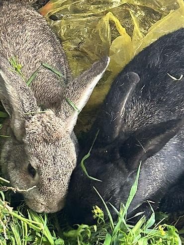 balaca dovşan: Ev dovşanları – 2 ədəd - Rəng: biri boz-qəhvəyi, biri qara - — 3