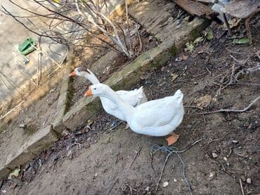 Lincoln: 4 eded qaz 170 manat — 3