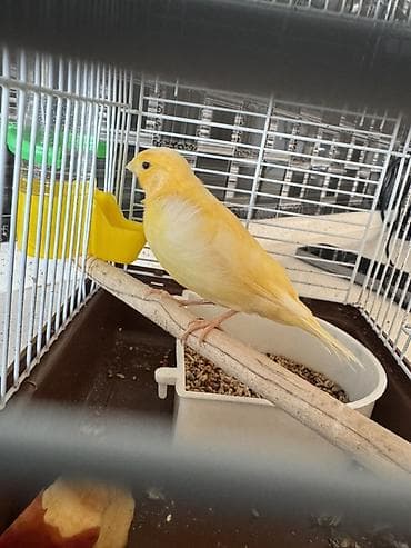 et dukani: 1 ay yarımlığ gözəl bülbül sütılr erkəy dişiliyin bilmirəm ama erkəyə — 4