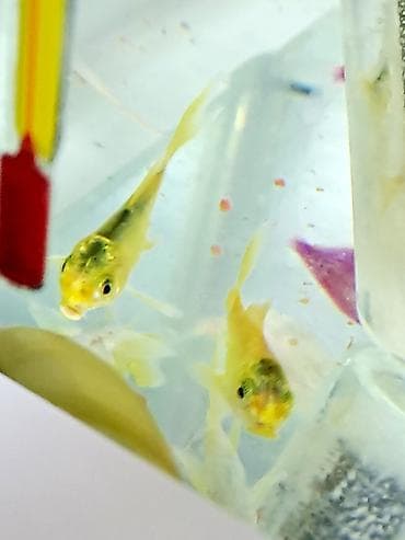 Digər heyvanlar: Sülhsevər — 1