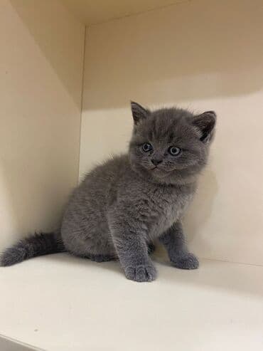 ev pişiy: Şotland, Erkək, Dişi, Yaxşı əllərə, Ünvandan götürmə, Pulsuz çatdırılma, Ödənişli çatdırılma — 5