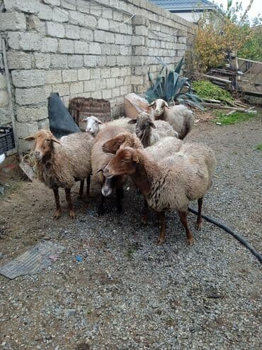 inek sekli: Qoyun sürüsü – ətlik və damazlıq üçün - Növ: yerli qaragül/qarabaş — 4