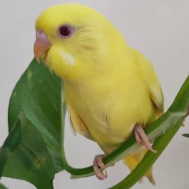 Iran Khodro: Məhsul: Dalmaçın və rəngli dalğalı dimdikli tutuquşular (budgerigar) — 4