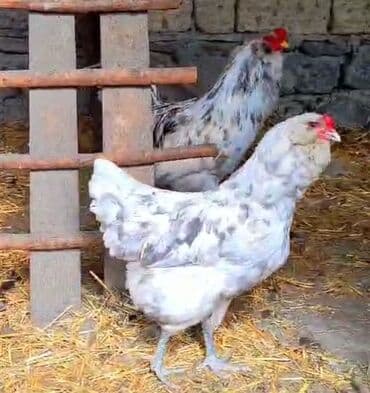 zümrüd ördək: Tek 100 ayam zemani cut 200m .qap — 6