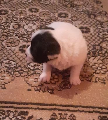 qafqaz coban iti satiram 2018: Qafqaz çoban iti, 1 ay, Dişi, Peyvəndli — 9