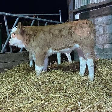 Simmental cinsindən balalı buzov Məlumat: - Cins: Simmental (ət-süd
