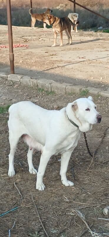 pişik yemek qabı: Alabay, 1 il, Dişi, Peyvəndli, Ödənişli çatdırılma — 1