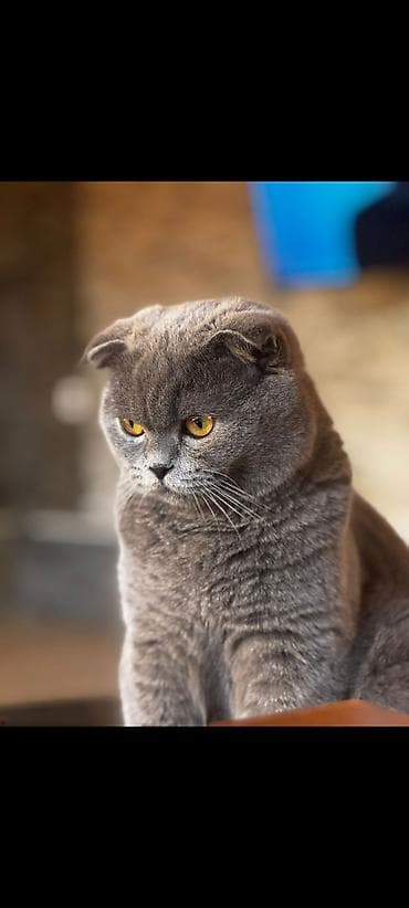 Şotland lalafo.az -da Şotland