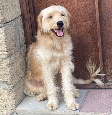 it şəkilləri: 1 год, Самец, Самовывоз — 2