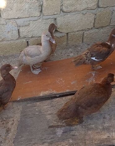 satliq ov itleri berde: Krasnadar və lavanda cinsi lal ördəklər satılır.3,5 — 2