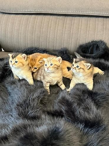 Akvariumlar: Britan — 3