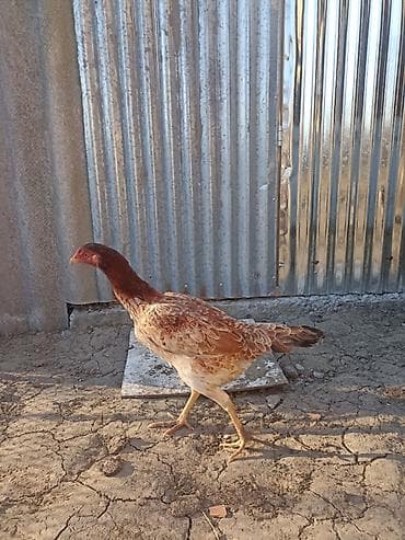 Balıqlar: Kom heyratı satılır.1 xoruz(cinsi ata sarmasıq ana 1200-dük),3 — 2