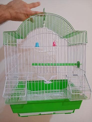 cücələrin satışı: Karella sultan papuqayi satiram hazır cütdu 130 manata satiram — 2