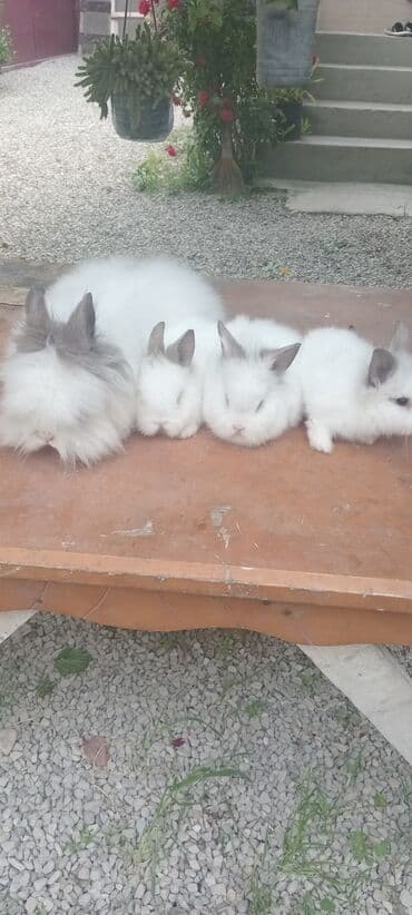 afçarka balası: Akor balası 10m — 27