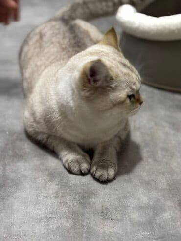 QAZ: Britan, Erkək, Ünvandan götürmə — 3