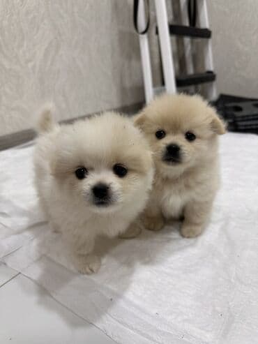 померанский шпиц цена: Шпиц, 1 месяц, Самец — 3