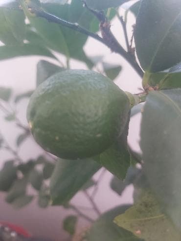 limon ağaçı: Limon ağacı. 40 azn — 1