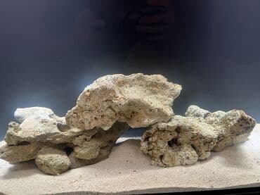 baliq tutmaq üçün yemler: Okean dashlari satilir trafeus saxliyanlar ucun okean akvariumu ucun — 5