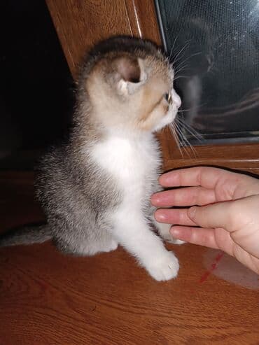 Digər heyvanlar: Şotland — 2