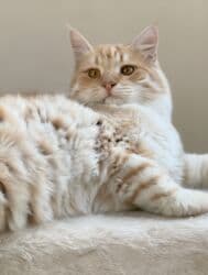 erkek pişik: Erkək, Dişi, Yaxşı əllərə — 5