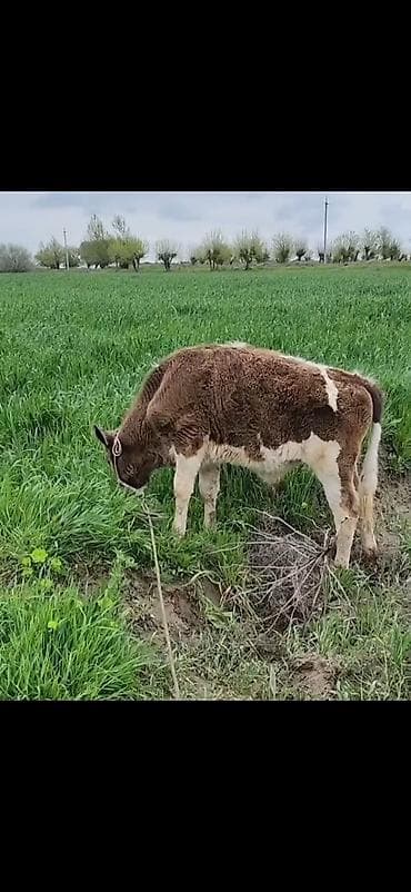 balaca ağ itlər: Qaramal – erkək buzov - Növ: yerli ətlik tipli buzov - Rəng — 5
