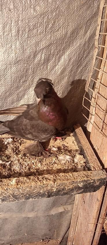 Məhsul: Ev göyərçinləri (bir neçə cüt) Təsvir: - Şəkillərdəki yerli