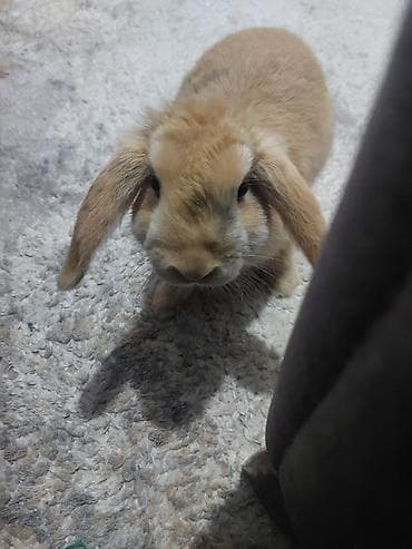 Digər heyvanlar: Ev dovşanı – asqılıqulaq (lop) tipli, krem/qızılı rəngli - Cins/type — 3