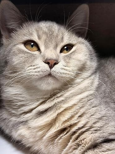 cat: Şotland, Erkək, Cütləşmə üçün, Ünvandan götürmə, Ödənişli çatdırılma — 1