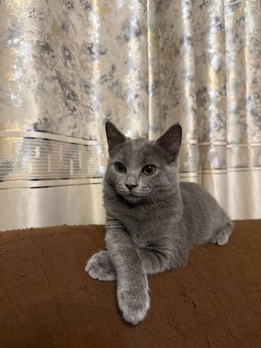 pişik şekilleri: Şotland, Erkək, Dişi, Yaxşı əllərə, Pulsuz çatdırılma, Ödənişli çatdırılma — 19