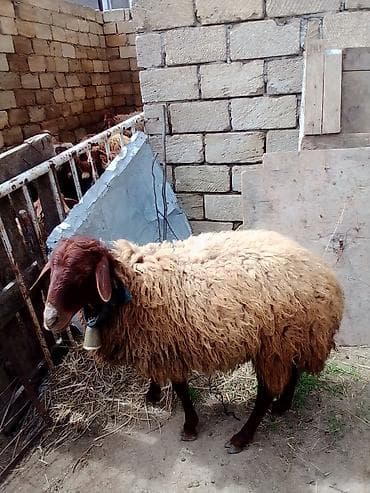 lalafo.az atlar: Erkey toğulu satılır istəyən olsa yazsın video sun atım baxın real — 7