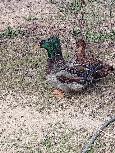 Pişiklər: Erkək, Ətlik — 5