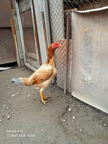 yaponka toyuqlar: Toyuq, Damazlıq — 2