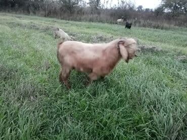 cins ineklerin satisi: Cins keçilər – damazlıq üçün - Şəkillərdə uzunqulaq, asma qulaqlı — 2