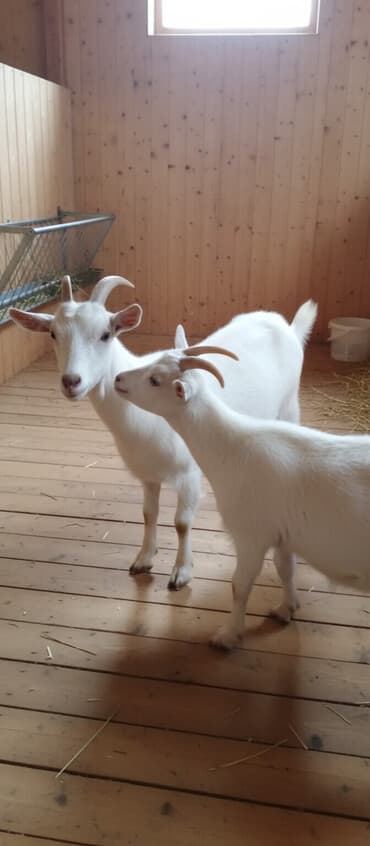 ördək balası satışı: 6 aylıqdılar ərkey dişi — 1