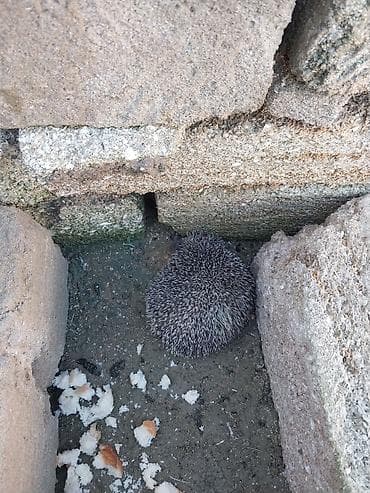 dovşan yemi: Kirpi – bağ üçün zərərvericilərə qarşı təbii “mühafizəçi” - Gecə — 3