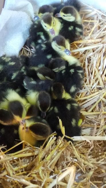 ordək bala: Lal ördək balası ana altınnan çıxıb 3 günlük — 2