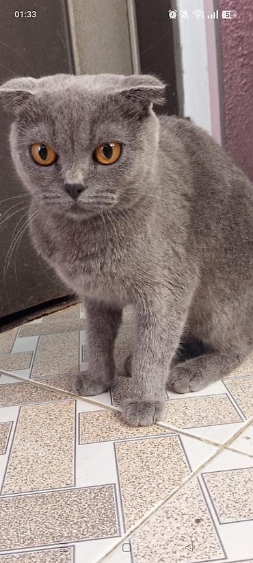 Şotland yastı qulaq, Dişi, Yaxşı əllərə, Ünvandan götürmə lalafo.az -da Şotland yastı qulaq, Dişi, Yaxşı əllərə, Ünvandan götürmə