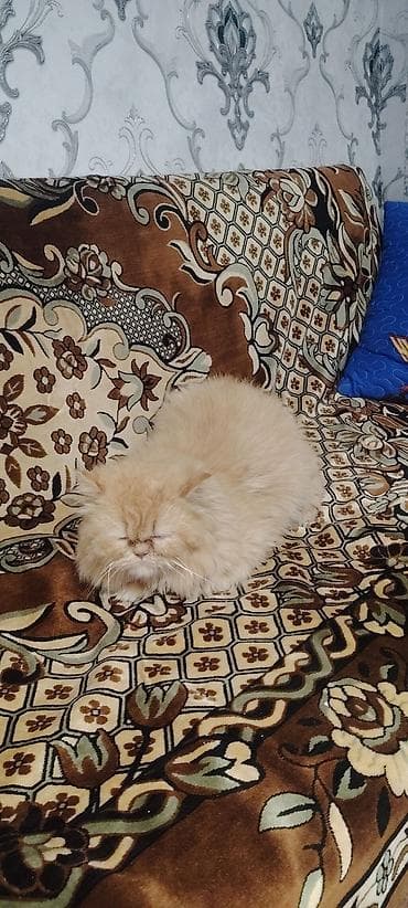 tuksuz pişik: Fars, Yaxşı əllərə — 4