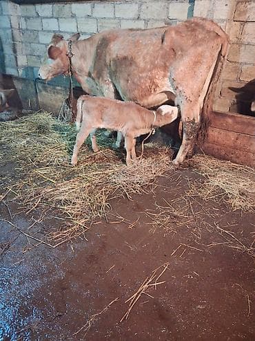Akvariumlar: 4 ci qarın doğub 4 gündür şeves sortdur balası semetaldır süt keçen — 7