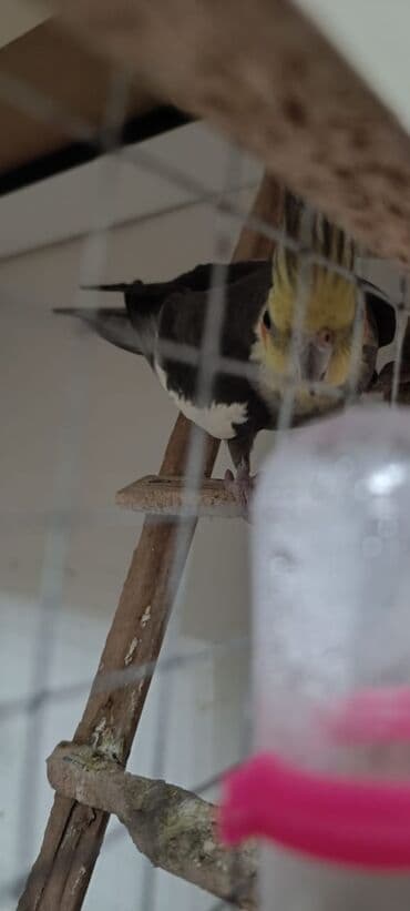 quş xana: Ələ öyrənibdi oxuyur erkəkdi pul lazımdı deyin satlır ciddi şəxslər — 7