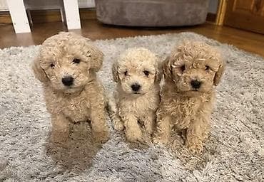 kanqal balalari: Pudel, 2 ay, Erkek, Peyvəndli, Ödənişli çatdırılma — 1