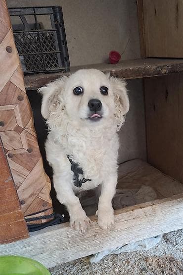 it xaski: 4 ay, Erkek, Peyvəndli, Ödənişli çatdırılma — 1