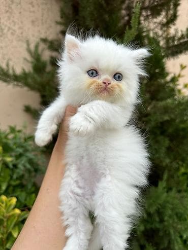 Gəmiricilər: Fars — 5