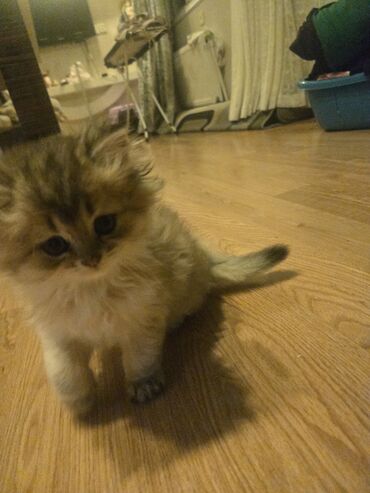 домашние котята добрые руки: Qızıl şinşilla, Yaxşı əllərə — 2