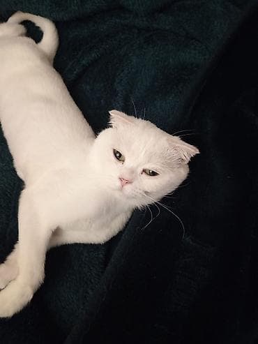 Digər heyvanlar: Şotland yastı qulaq — 5