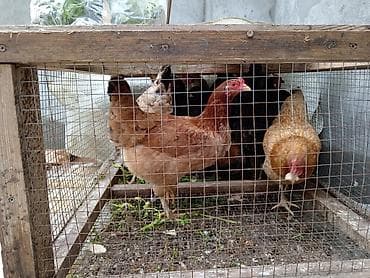 toyuq qəfəsi: Toyuq, Yumurtalıq — 4